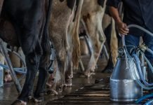 Cele mai bune aparate de muls vaca (mulgătoare)