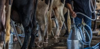Cele mai bune aparate de muls vaca (mulgătoare)